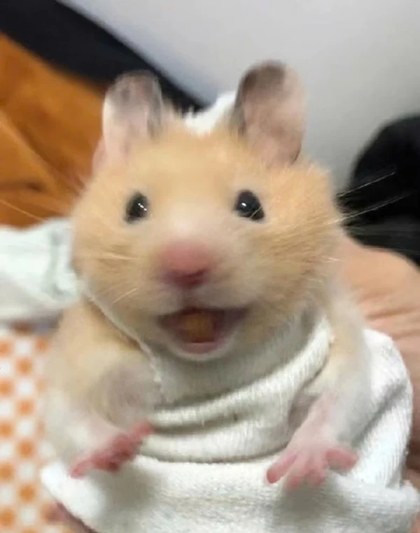 Một hamy nhỏ đang ngồi trên giường meme hamster
