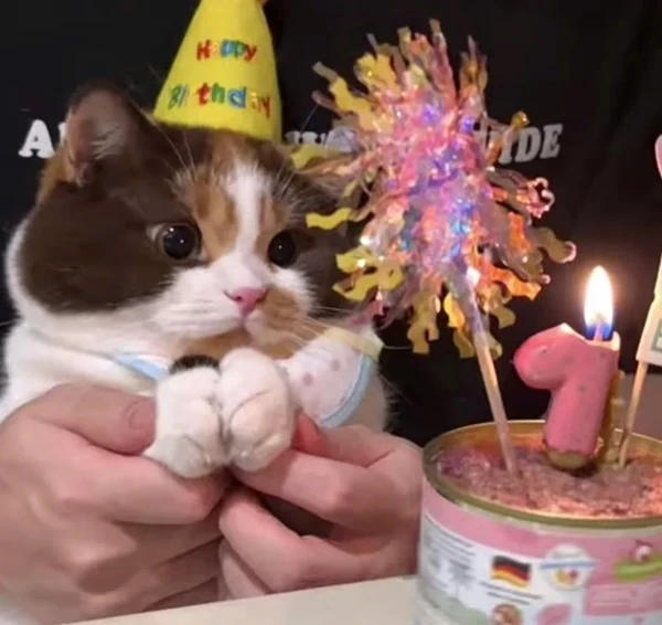 Một con mèo đang ngồi trước bánh sinh nhật meme happy birthday