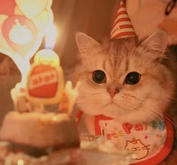 Một con mèo đội mũ sinh nhật và khăn quàng cổ meme happy birthday