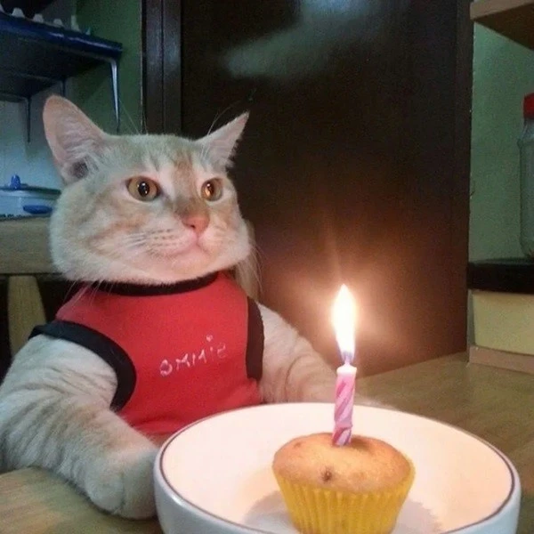 Một con mèo ngồi ở bàn với một chiếc bánh cupcake meme happy birthday