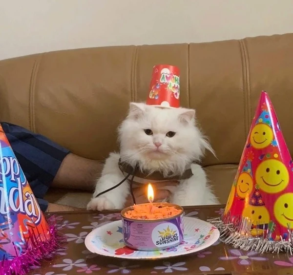 Một con mèo ngồi trên chiếc ghế dài với một chiếc mũ sinh nhật meme happy birthday