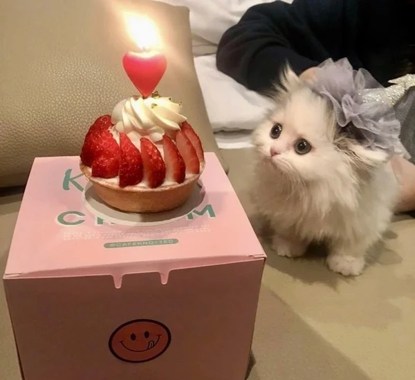 Một con mèo ngồi trên một chiếc ghế dài bên cạnh một hộp kem meme happy birthday