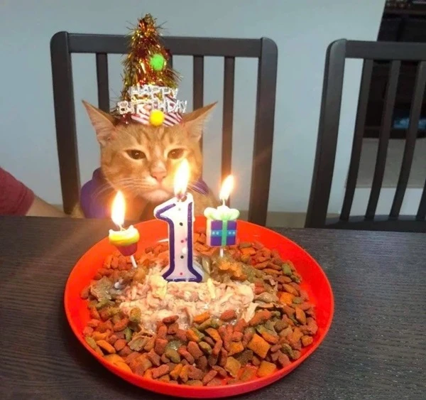 Một con mèo ngồi trước bánh sinh nhật meme happy birthday