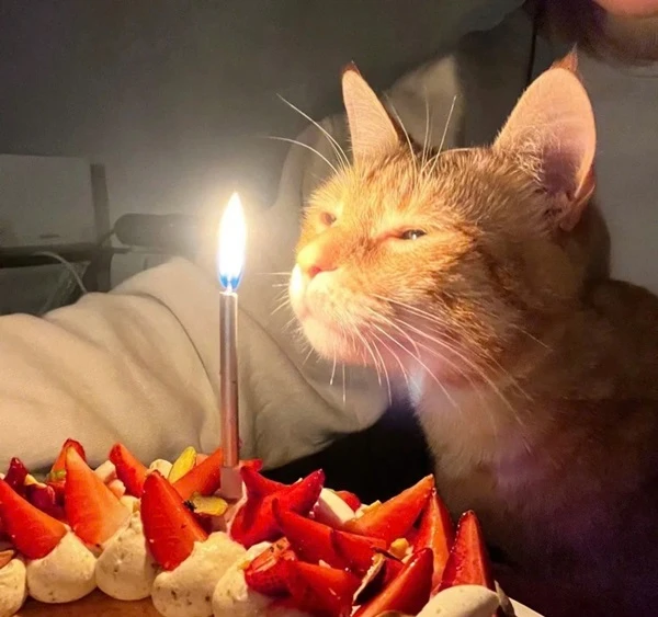 Một con mèo ngồi trước một chiếc bánh với một ngọn nến thắp meme happy birthday