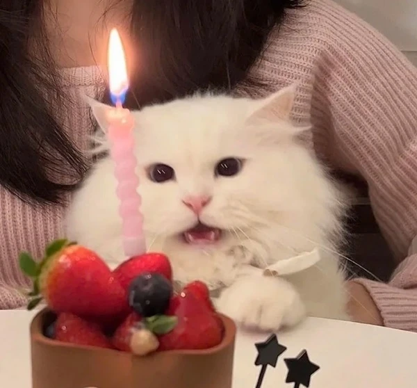 Một người phụ nữ đang cầm một con mèo với một chiếc bánh sinh nhật meme happy birthday