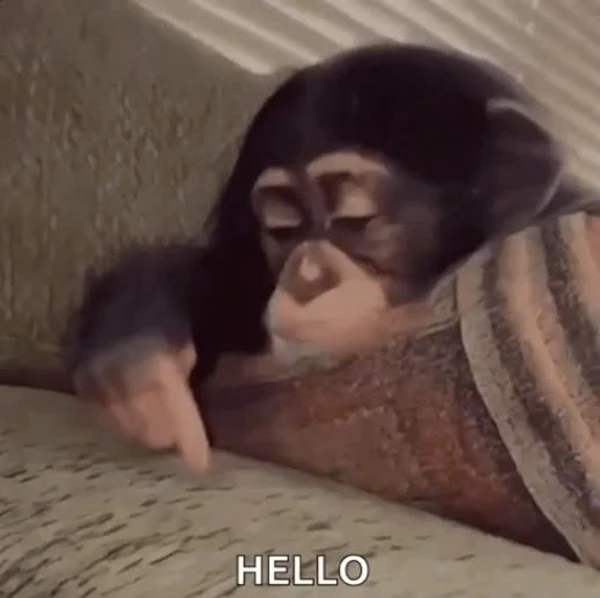 Một con khỉ bé đang nằm trên một chiếc ghế dài meme hello