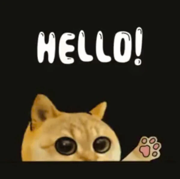 Một con mèo có đôi mắt to và xin chào xin chào xin chào xin chào xin chào xin chào xin chào xin chào xin chào xin chào meme hello