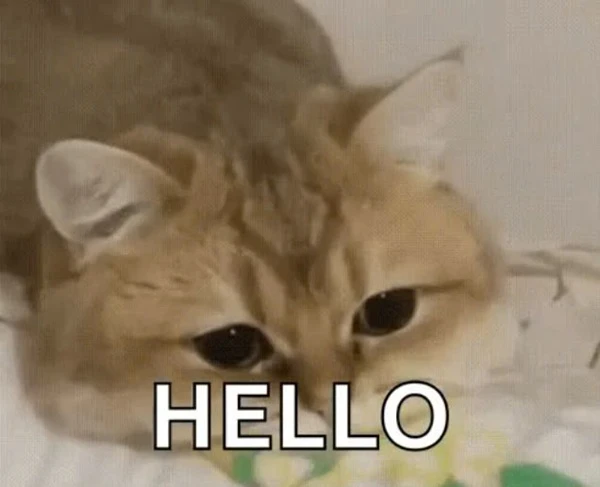 Một con mèo đang nằm trên chăn với một món đồ chơi meme hello
