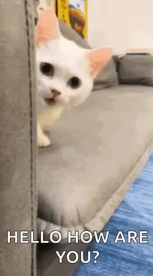 Một con mèo đang ngồi trên một chiếc ghế dài với đội trưởng nói xin chào xin chào xin chào xin chào xin chào xin chào xin chào meme hello