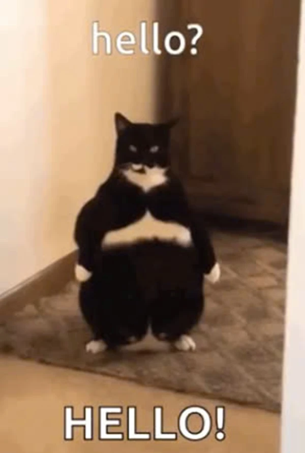 Một con mèo đang ngồi trên sàn nhà với Capt nói xin chào xin chào xin chào xin chào xin chào xin chào xin chào meme hello