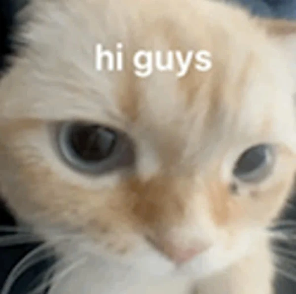 một con mèo với một bị bắt có nghĩa là, ôm meme hello