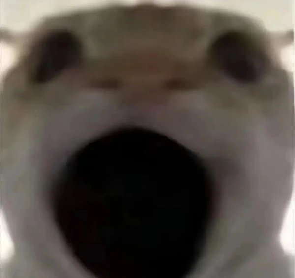 meme meo bua mot con cho duoc nhin thay trong video nay