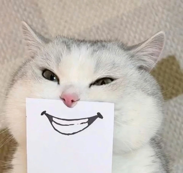 meme meo bua mot con meo cam mot to giay voi khuon mat cuoi tren do