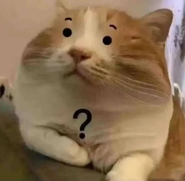 meme meo bua mot con meo co dau hoi