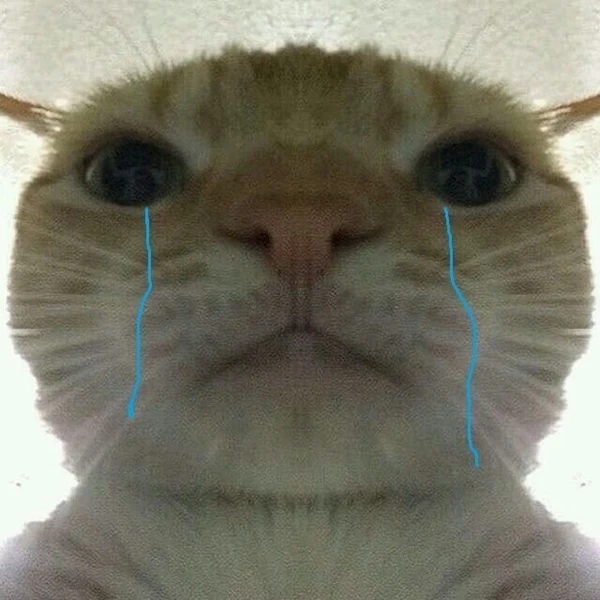 meme meo bua mot con meo co khuon mat dam le va mot duong mau xanh tren mui cua no