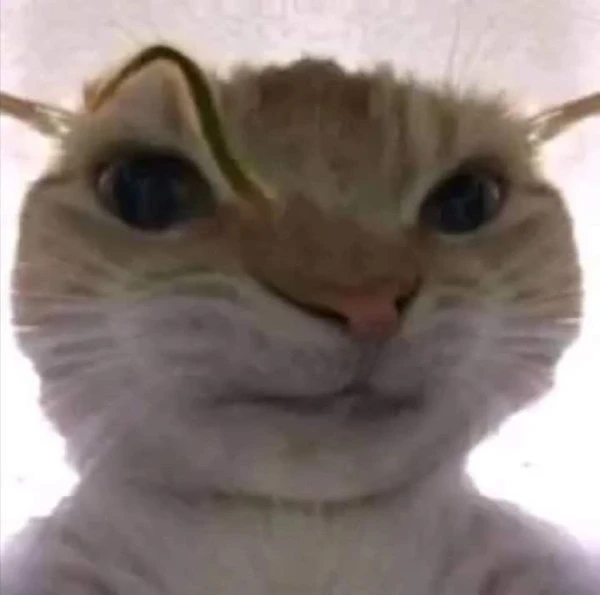meme meo bua mot con meo co mot chiec mu mau vang tren dau