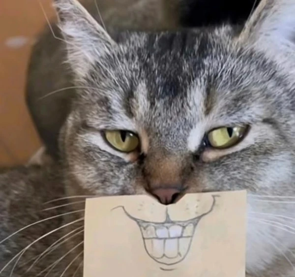 meme meo bua mot con meo co mot dau hieu cho biet toi m m m m m