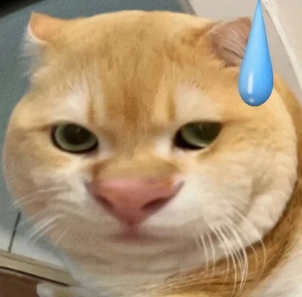 meme meo bua mot con meo co mu mau xanh tren dau