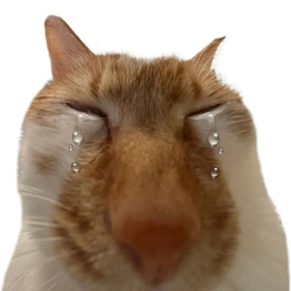 meme meo bua mot con meo co mui to va mui to 2