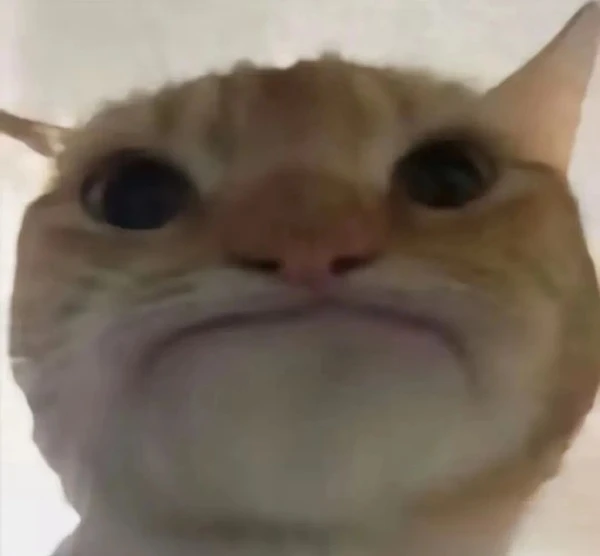 meme meo bua mot con meo co mui to va mui to