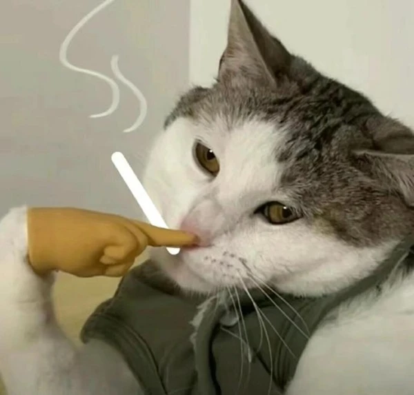 meme meo bua mot con meo dang an thu gi do tu mot dieu thuoc