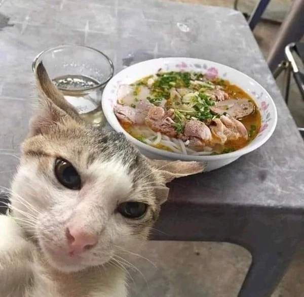 meme meo bua mot con meo dang ngoi o ban voi mot bat thuc an