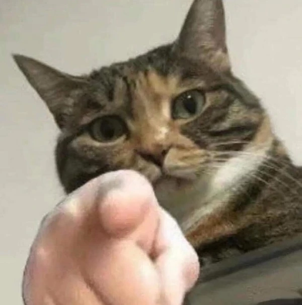 meme meo bua mot con meo dang ngoi tren tay mot nguoi