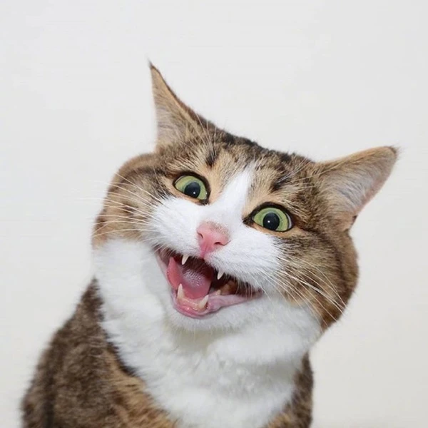 meme meo bua mot con meo mo mieng va luoi cua no ra