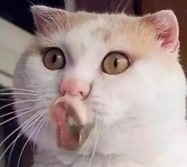 meme meo bua mot con meo mo mieng va luoi ra