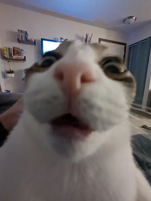 meme meo bua mot con meo mo mieng va no dang tim kiem