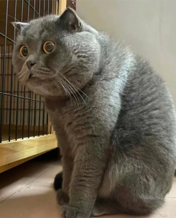 meme meo bua mot con meo ngoi tren san truoc mot cai long