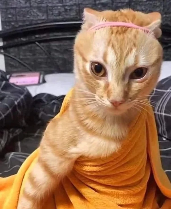 meme meo bua mot con meo trong khan dang ngoi tren giuong