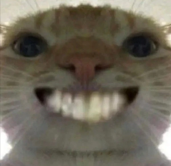 meme meo bua mot con meo voi nu cuoi lon tren khuon mat cua no