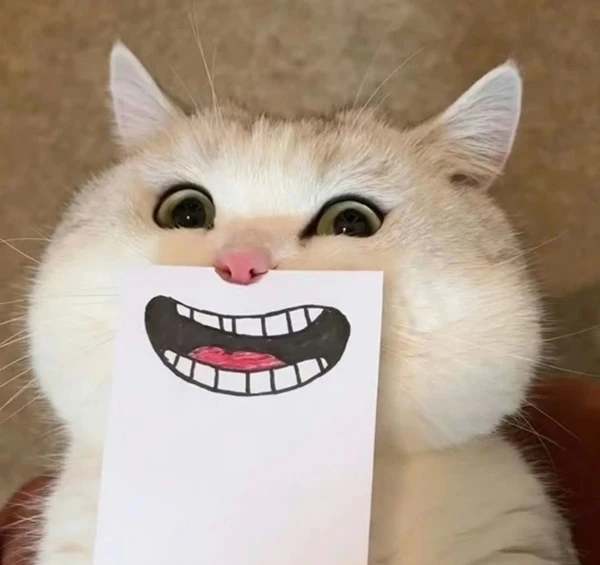 meme meo bua mot con meo voi nu cuoi tren khuon mat cua no cam mot to giay