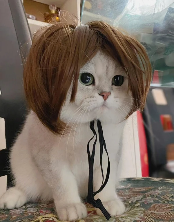 một con mèo có bộ tóc giả trên đầu meme mèo cute