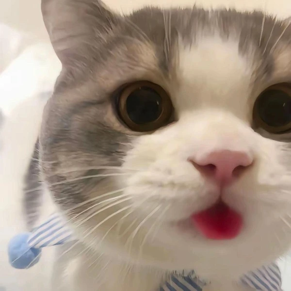 Một con mèo có cà vạt sọc xanh và trắng quanh cổ meme mèo cute