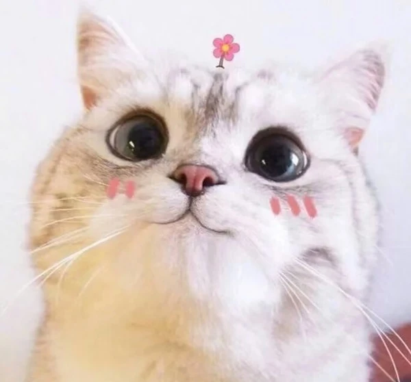 một con mèo có hoa trên đầu meme mèo cute