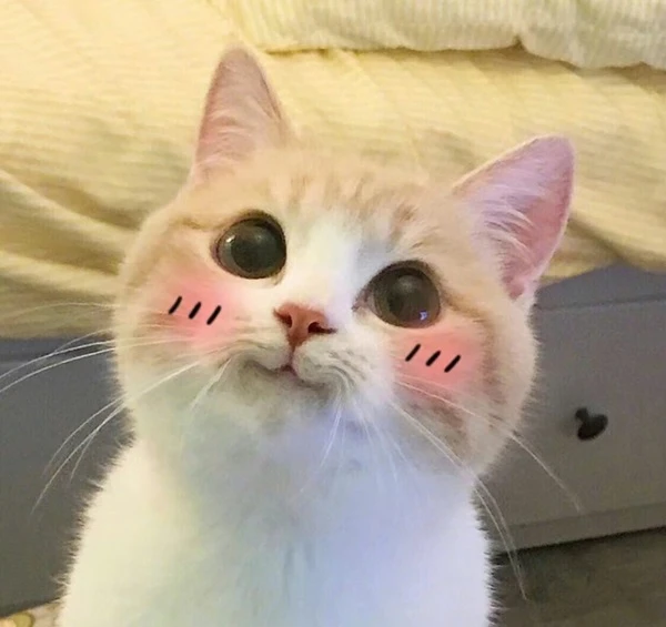 Một con mèo có mắt hồng và khuôn mặt trắng meme mèo cute