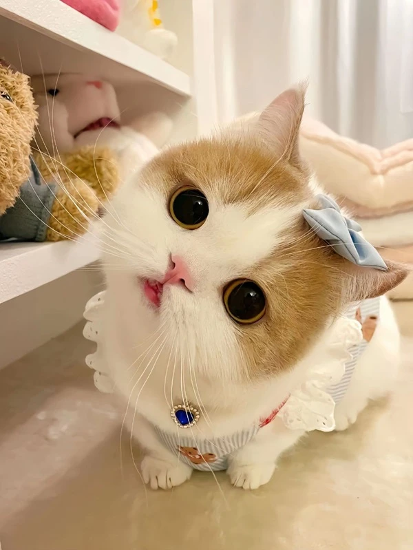 một con mèo có một cái nơ trên đầu meme mèo cute