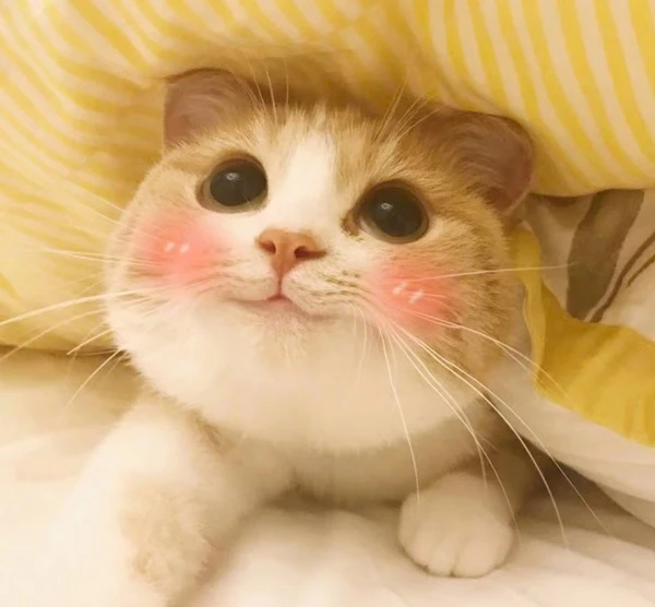 Một con mèo có mũi màu hồng và chăn màu vàng meme mèo cute