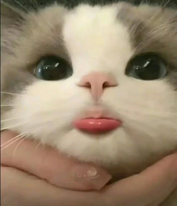 Một con mèo có mũi màu hồng và khuôn mặt trắng meme mèo cute