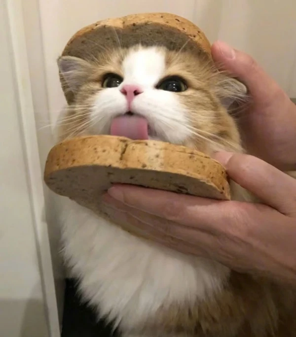 Một con mèo đang ăn bánh sandwich trong phòng tắm meme mèo cute