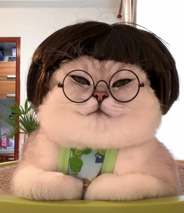 Một con mèo đeo kính và áo sơ mi màu xanh lá cây meme mèo cute