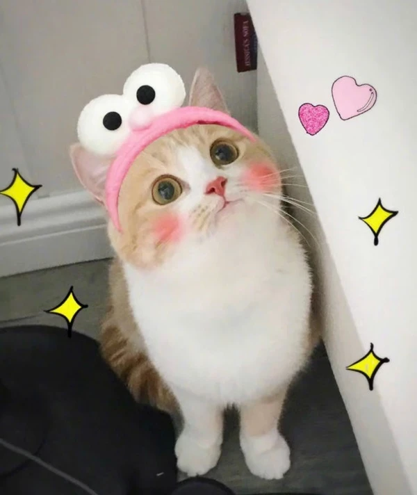 Một con mèo đội một chiếc mũ màu hồng với trái tim trên đó meme mèo cute