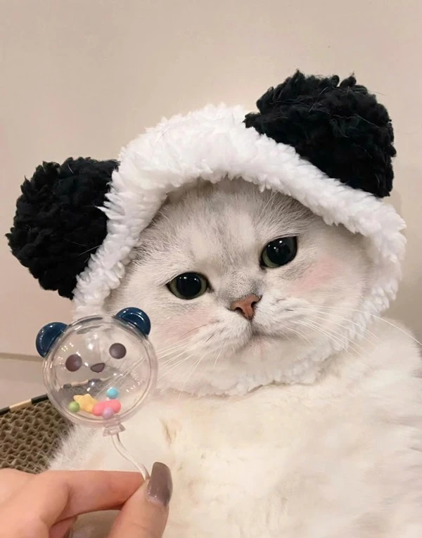 Một con mèo đội mũ đen trắng meme mèo cute