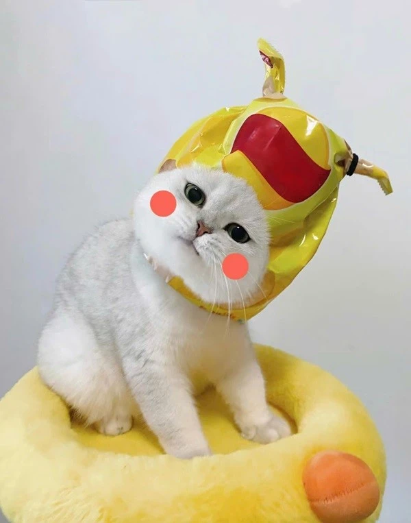 Một con mèo đội mũ màu vàng và mũ vàng meme mèo cute