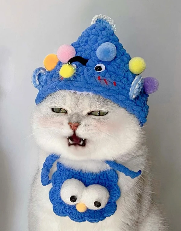 Một con mèo đội mũ màu xanh với pom đầy màu sắc meme mèo cute