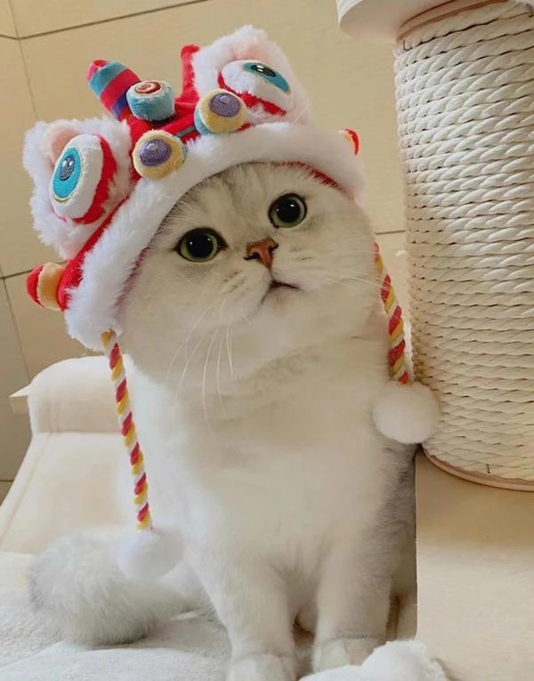 Một con mèo đội mũ ông già Noel và đồ chơi meme mèo cute