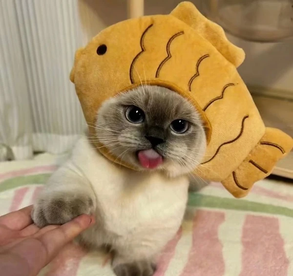 Một con mèo đội mũ thú nhồi bông meme mèo cute