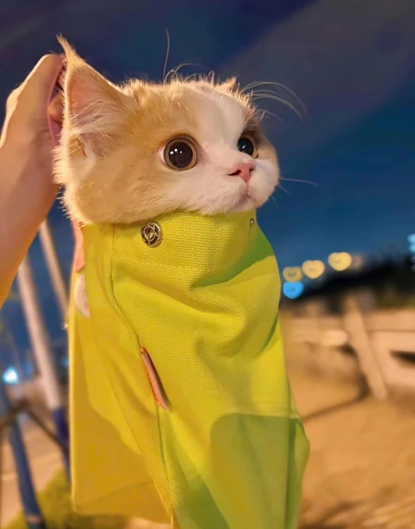 Một con mèo mặc khăn màu vàng trên bãi biển meme mèo cute